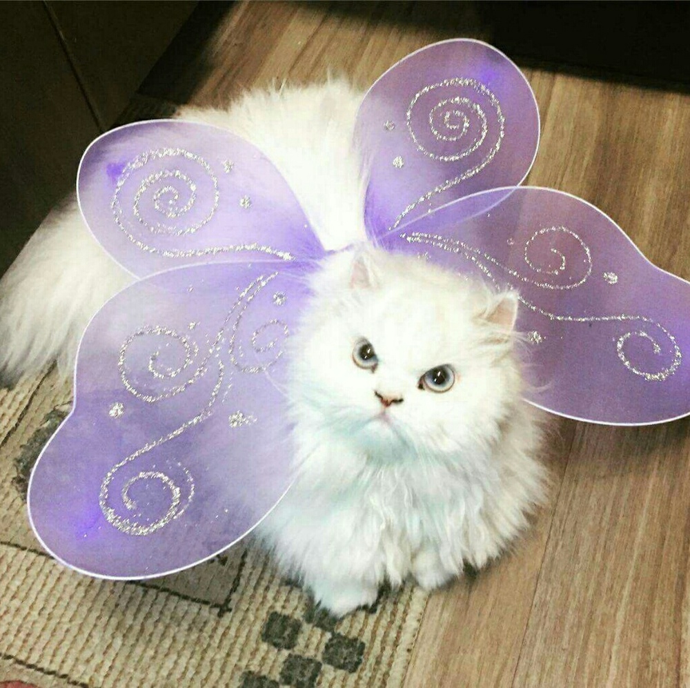 Meet your Posher, Thumbelina!
